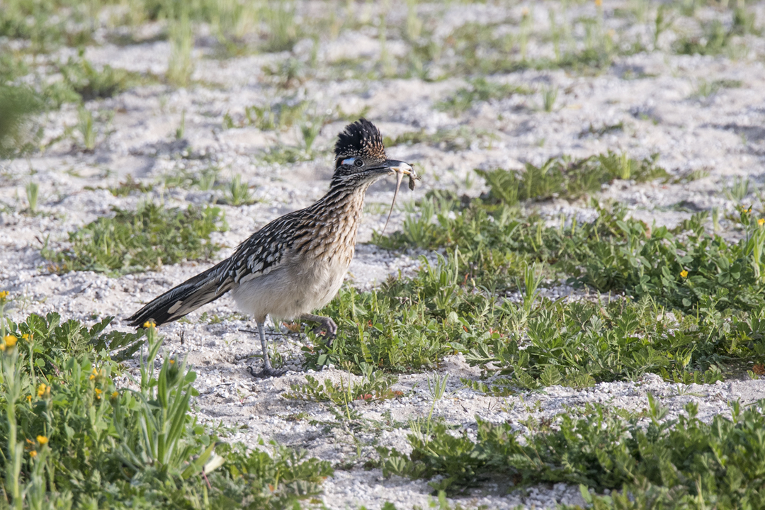 roadrunner DSC_5245 720.jpg