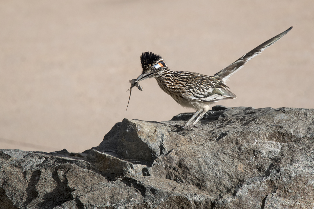 roadrunner DSC_5352 720.jpg