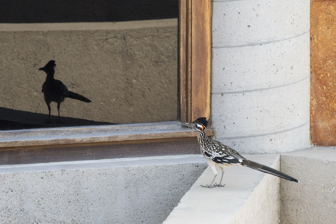 roadrunner DSC_8583 201707 720 reflections.jpg