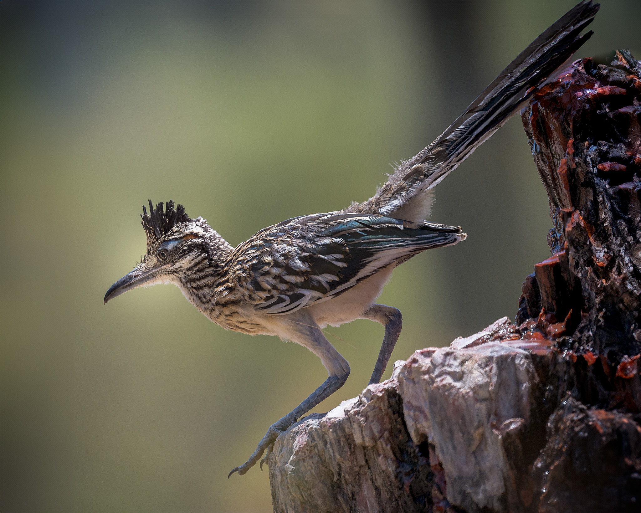 Roadrunner Fountain - _MDH0990 - July 31, 2024-Edit copy.jpg