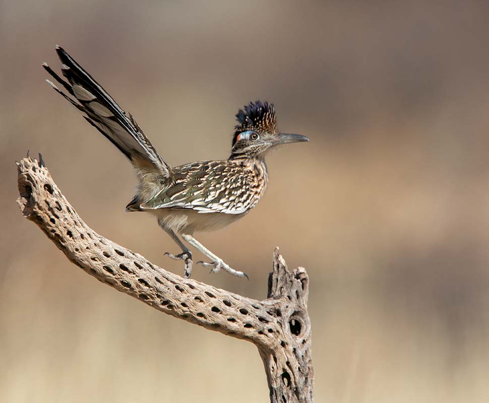 Roadrunner  Gray Hawk  02072013_T7A2576.jpg