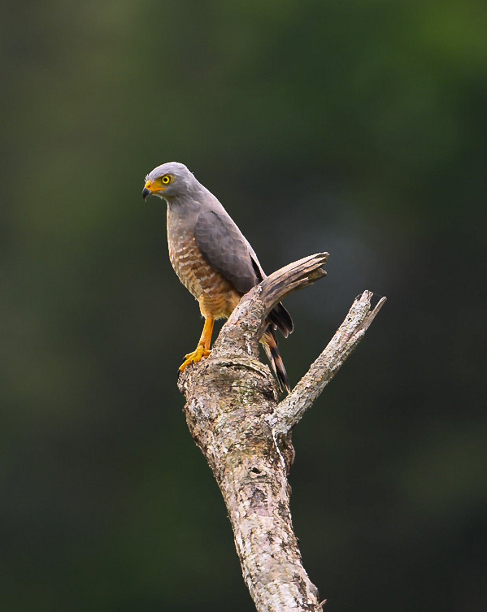 Roadside Hawk.jpg