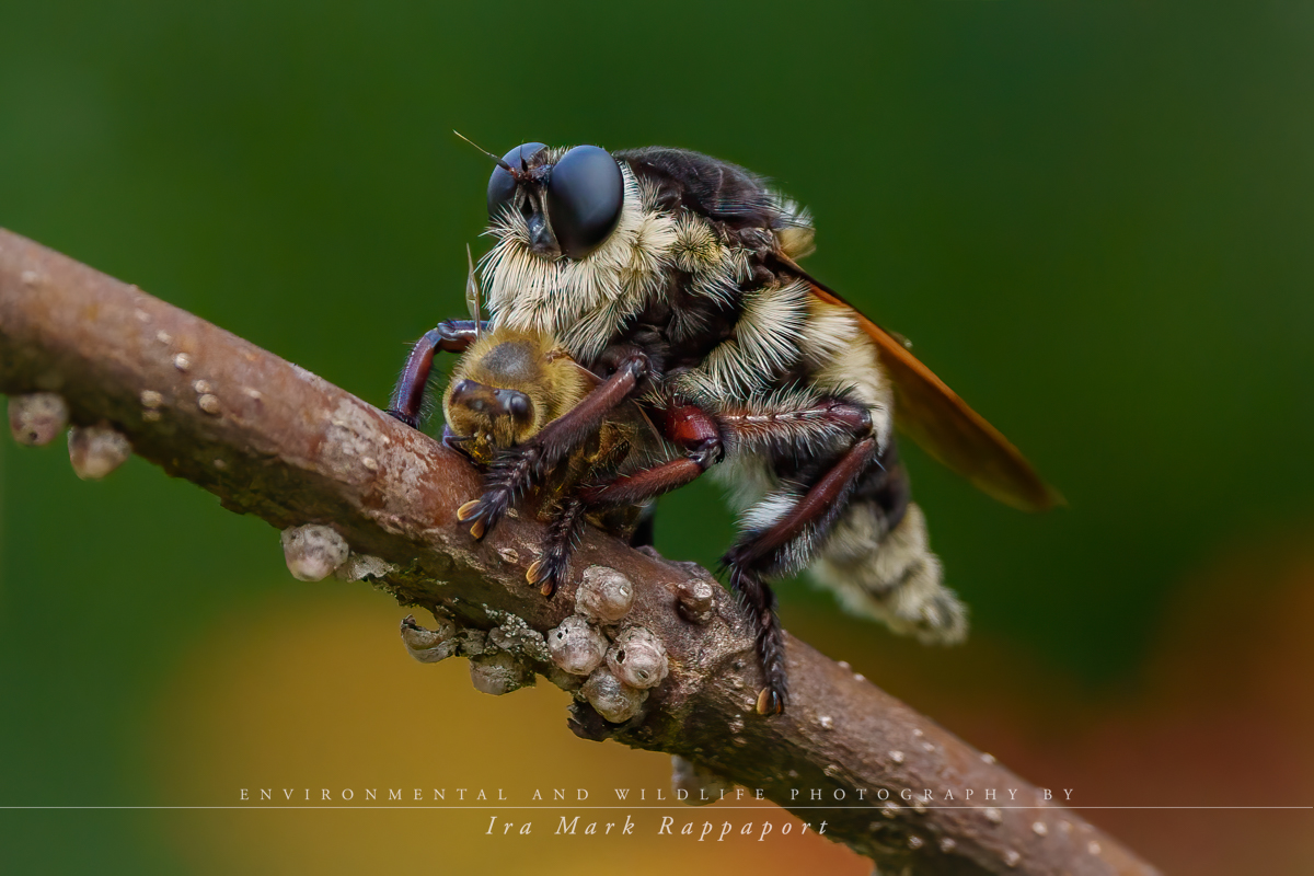 Robber fly.jpg