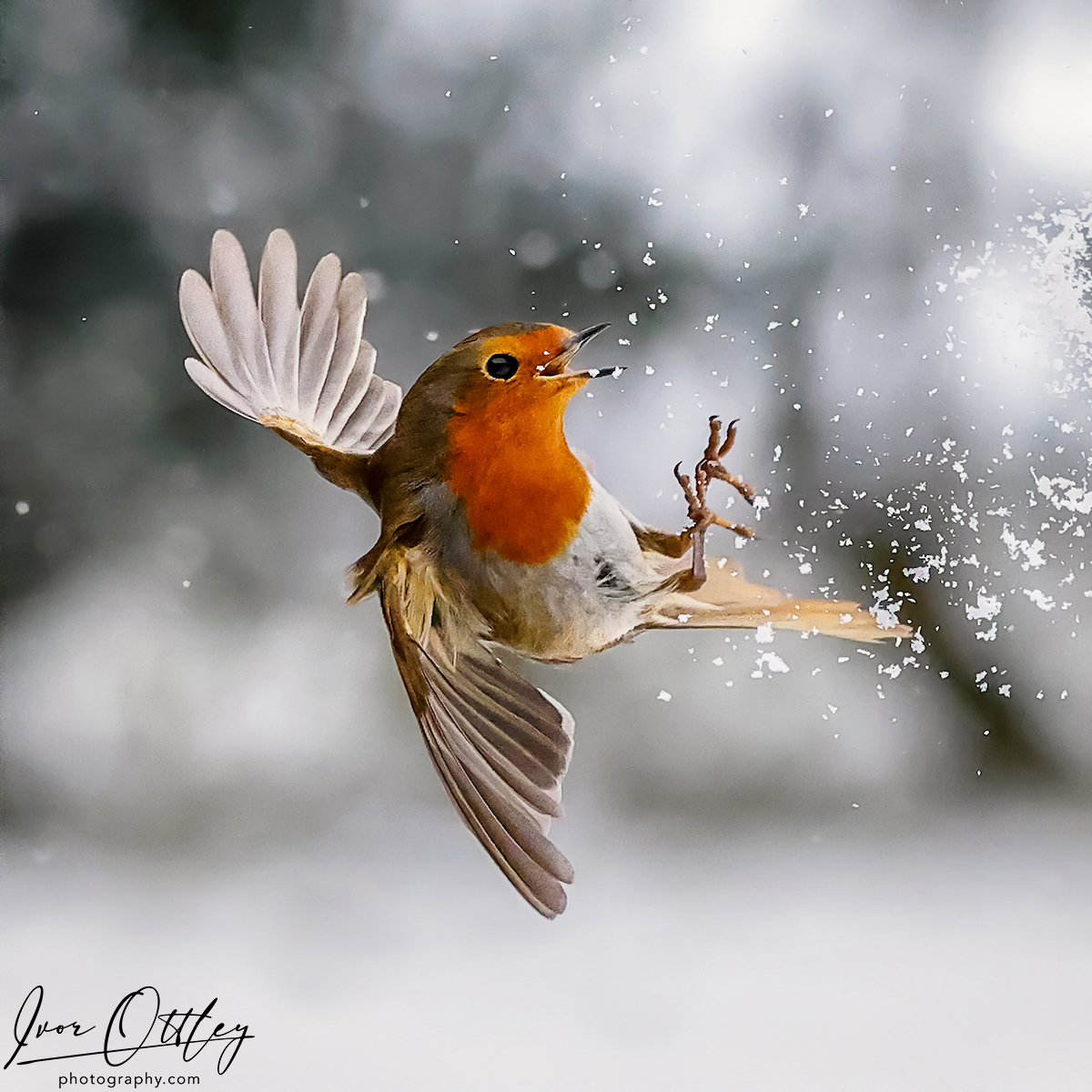 Robin enjoying the Snow 2.jpg