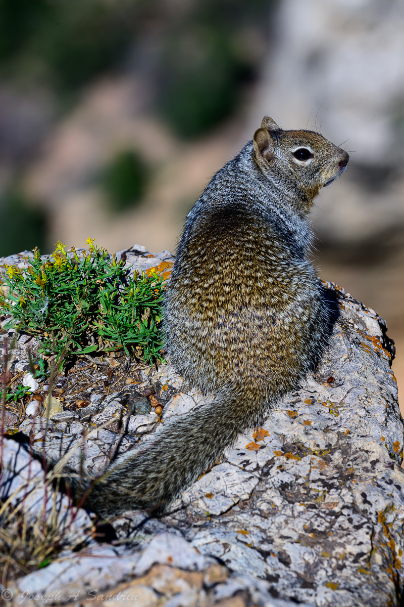 RockSquirrel.jpg