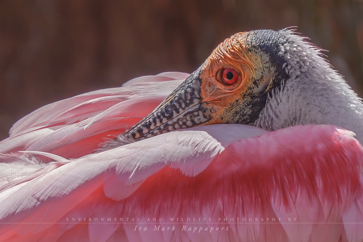 Roseate Spoonbill close-up 2.jpg