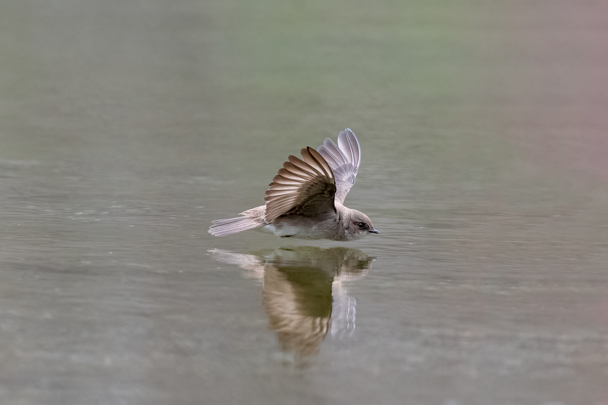 rough-winged swallow-1.jpg