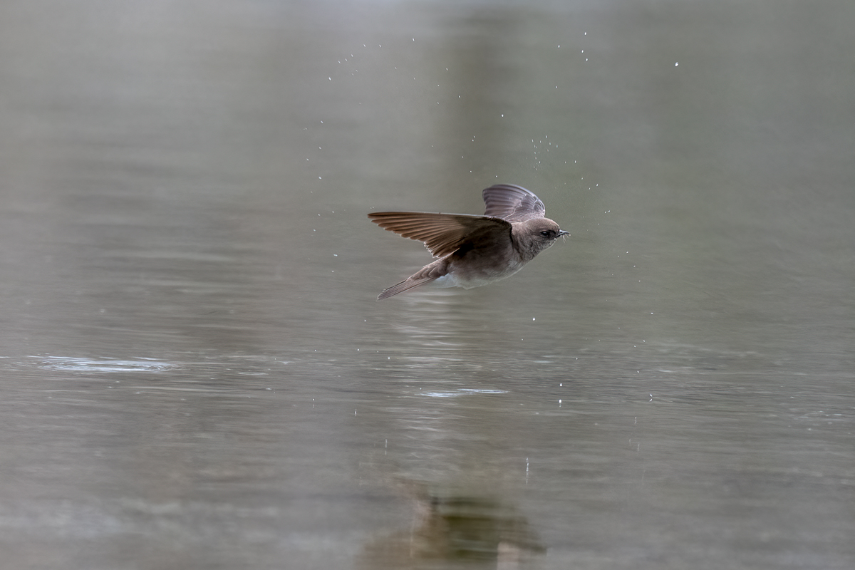 rough-winged swallow-2.jpg