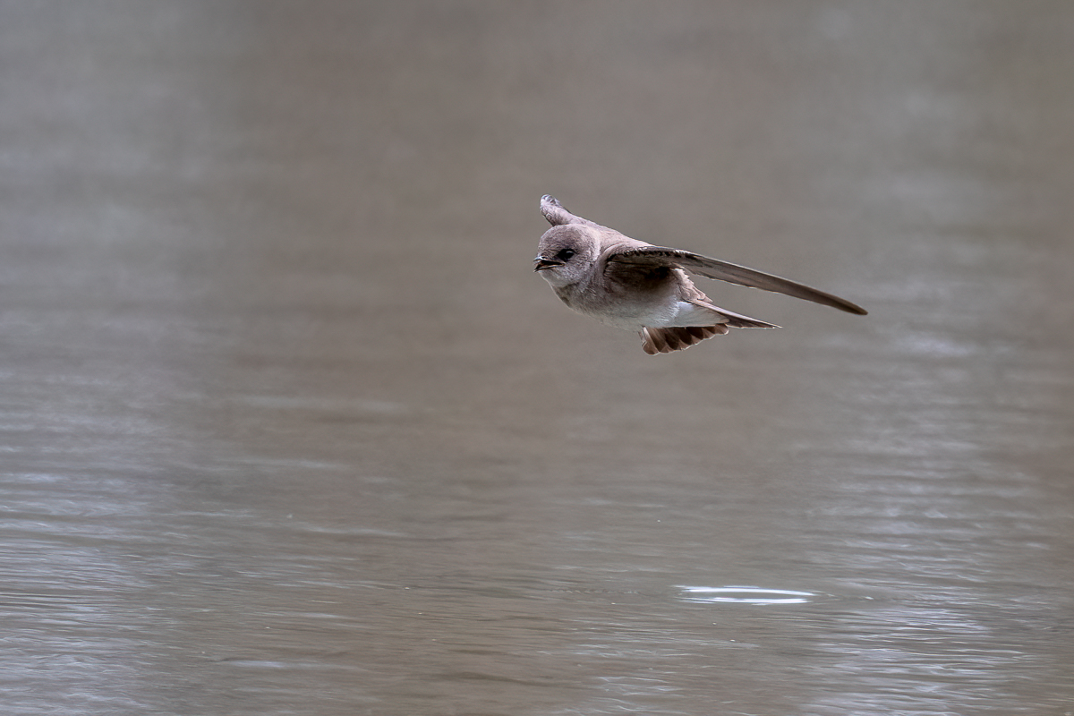rough-winged swallow-3.jpg