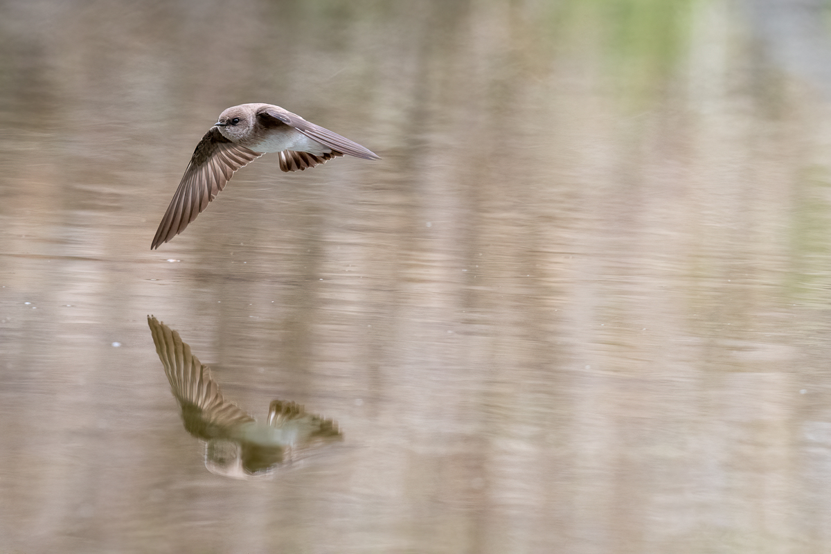 rough-winged swallow-4.jpg