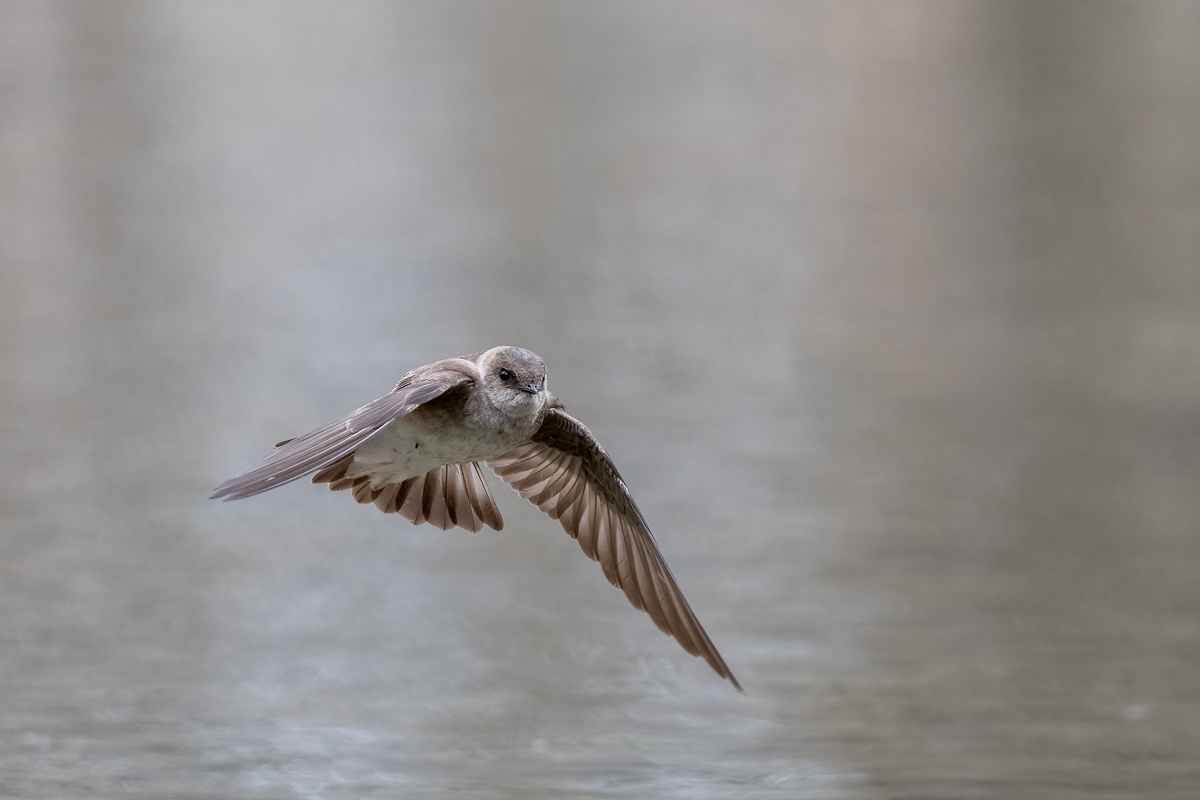 rough-winged swallow-5.jpg