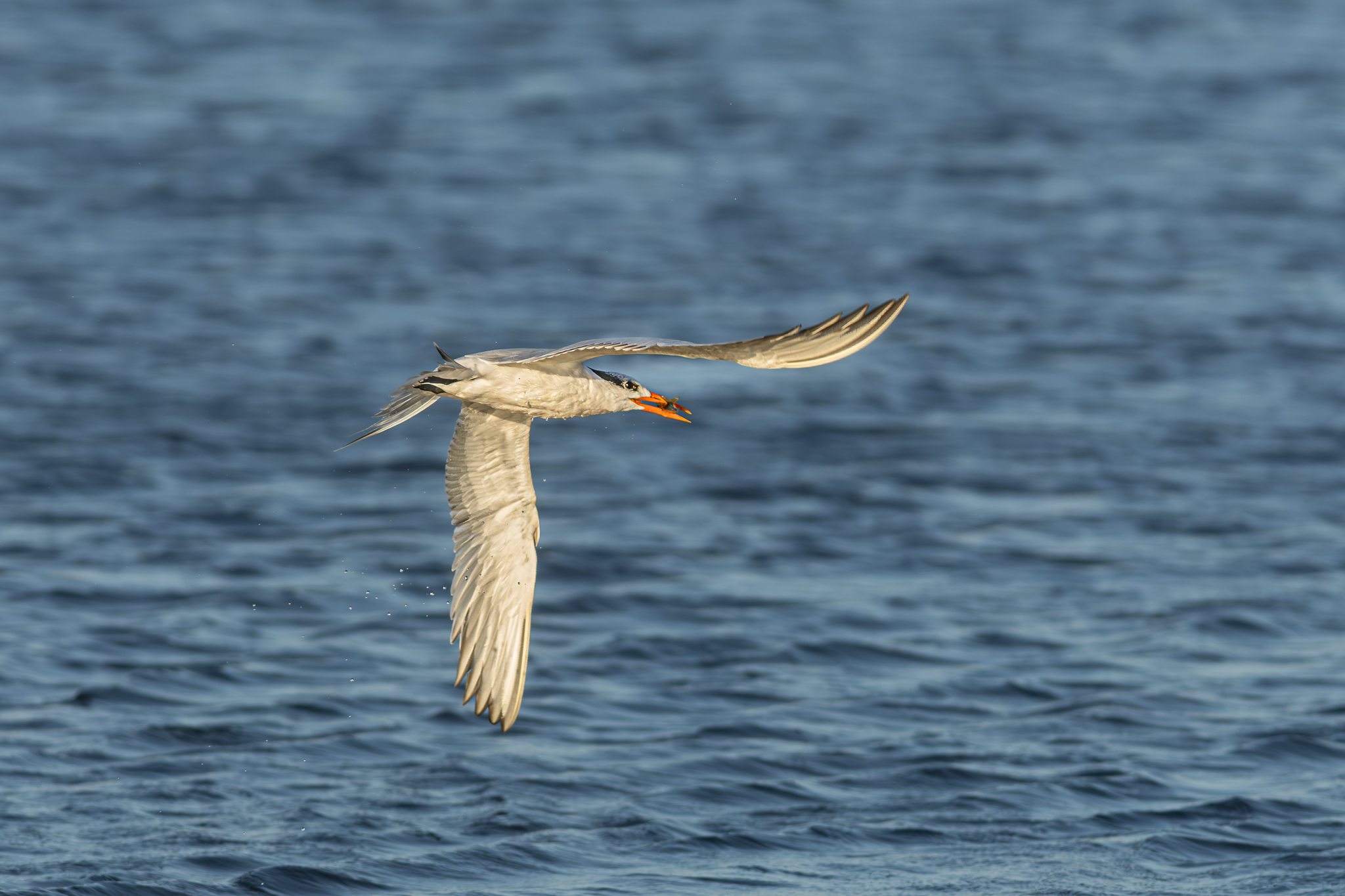 Royal Tern-2.jpg