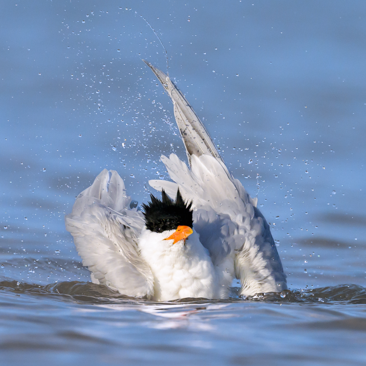 Royal Tern Bathing in Surf PS Edit.jpg
