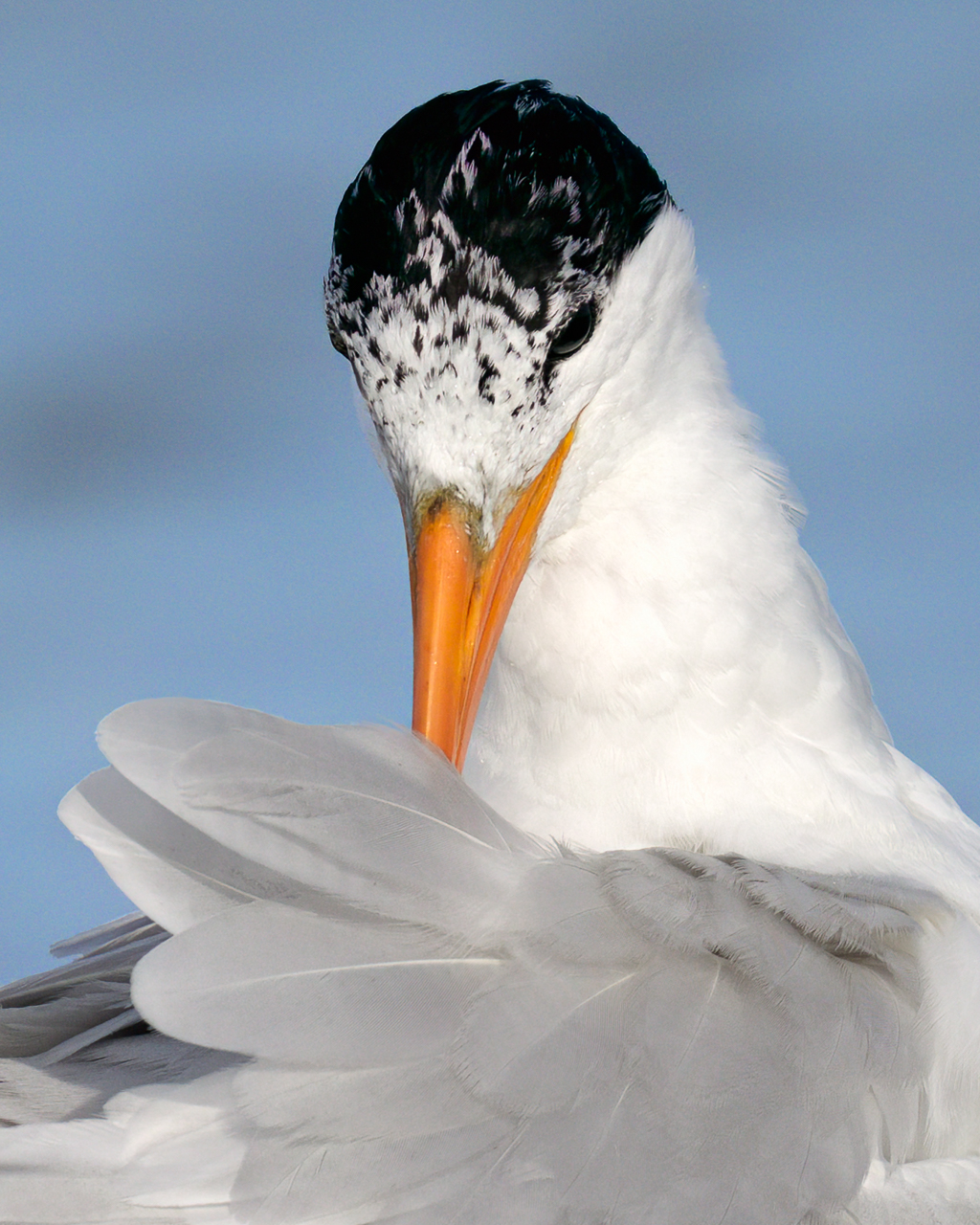 Royal Tern Preening2.jpg