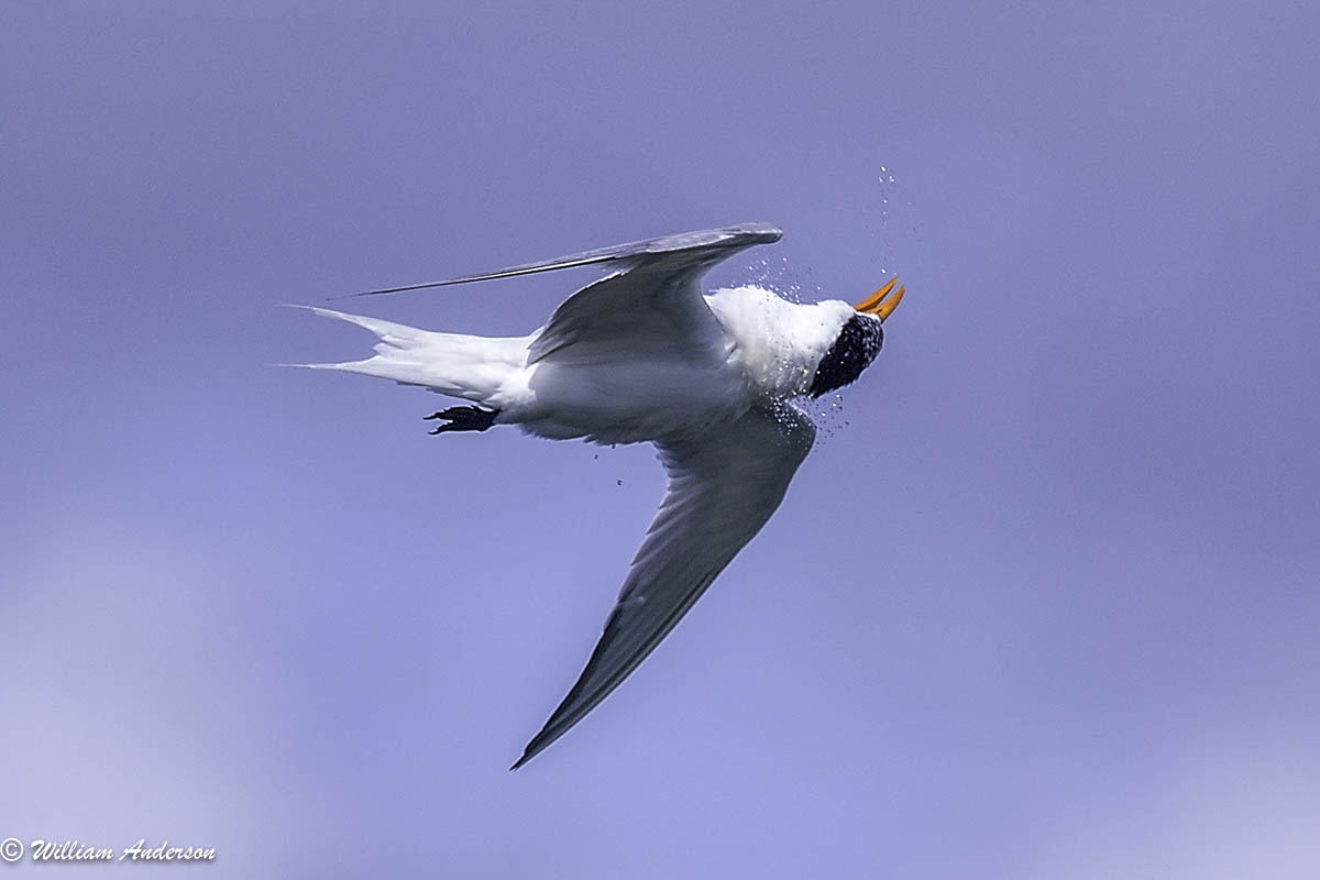 Royal Tern2.jpg