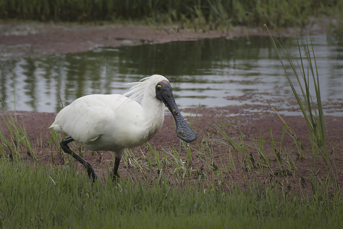 Royal_Spoonbill_1343_1200.jpeg