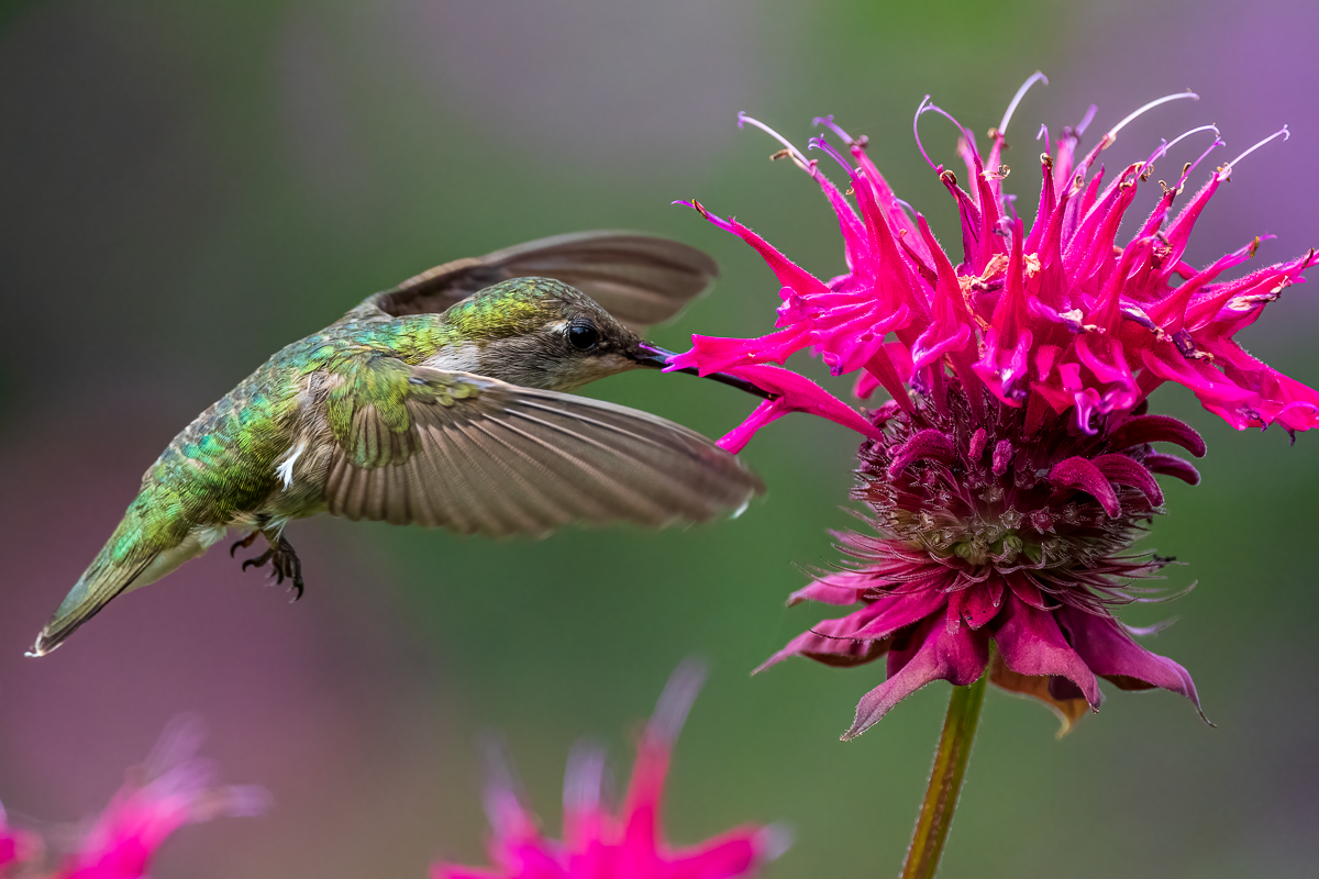 Ruby-Throated Hmmingbird on bergamot flower-0725-IMG_00001.jpg