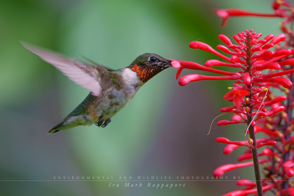 Ruby-throated Humming Bird male.jpg