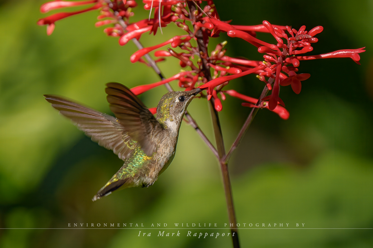 Ruby-throated Hummingbird-2.jpg