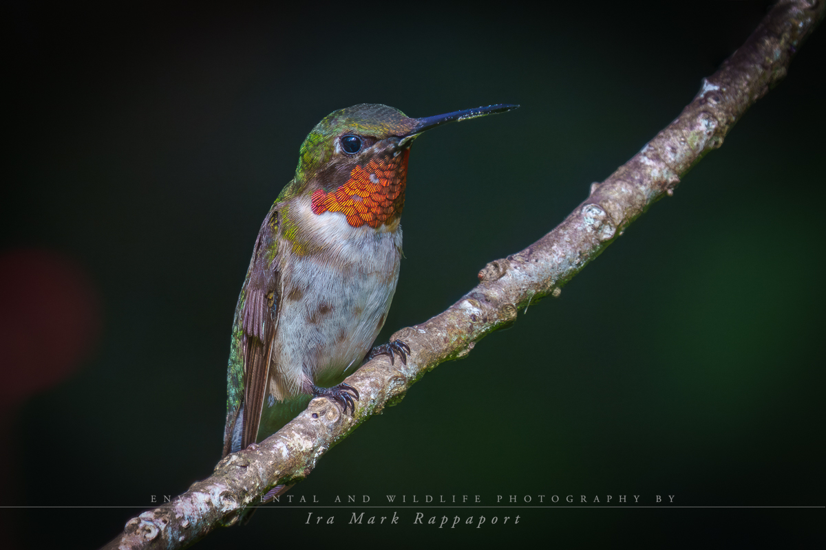 Ruby-throated Hummingbird-3.jpg