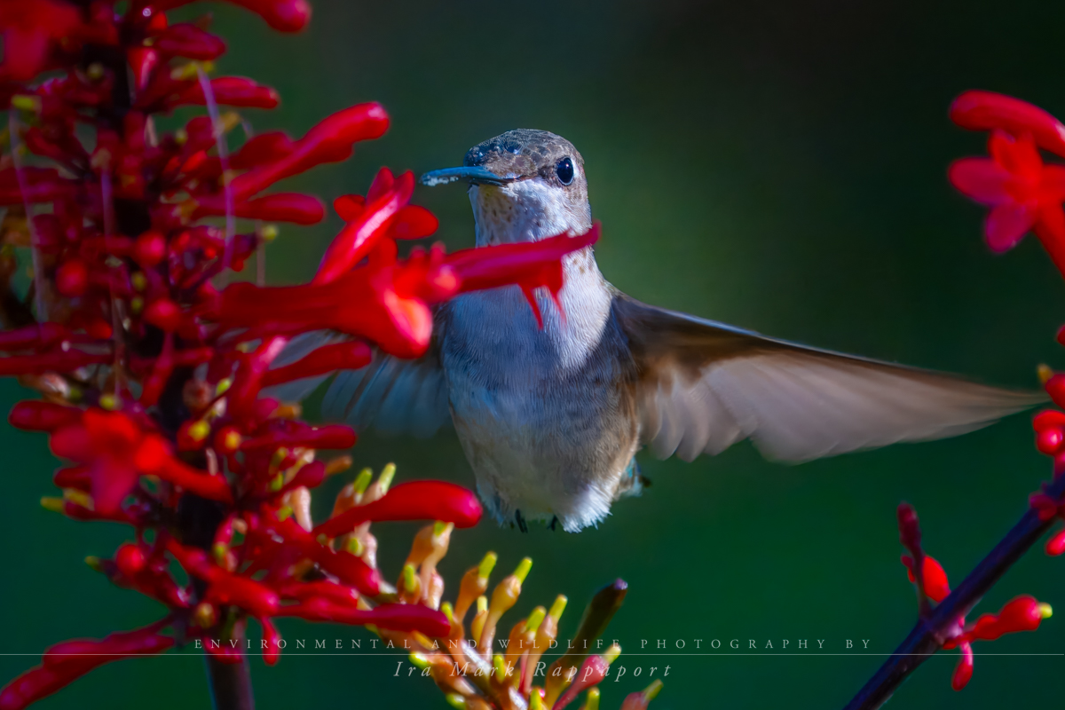 Ruby-throated Hummingbird female-2.jpg