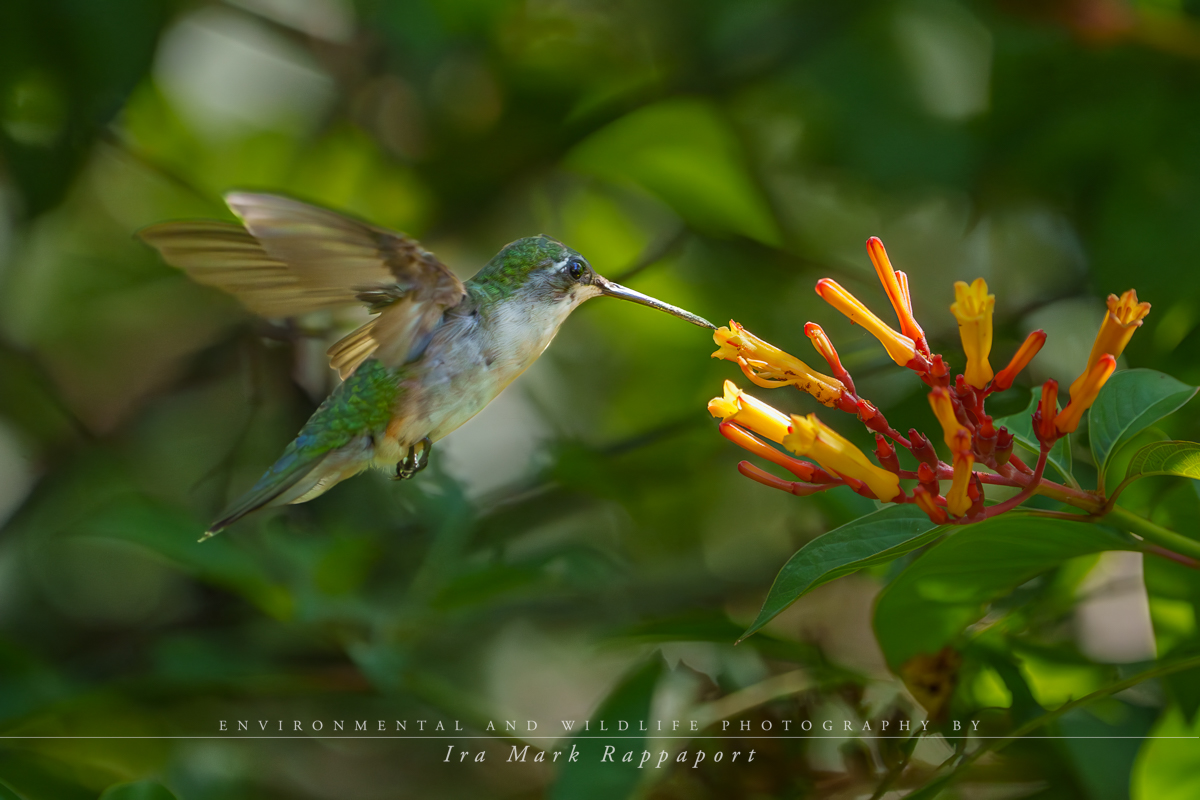 Ruby-throated Hummingbird- female.jpg