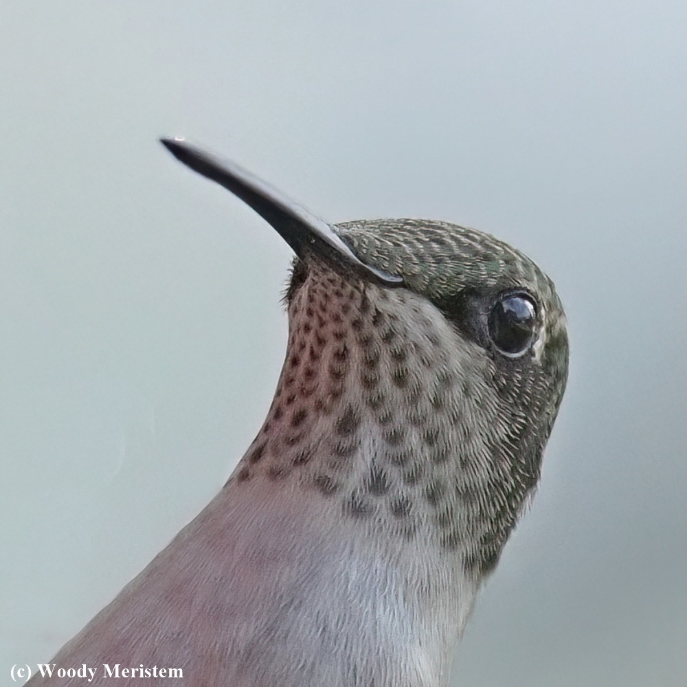 Ruby-throated Hummingbird - juvenile.JPG