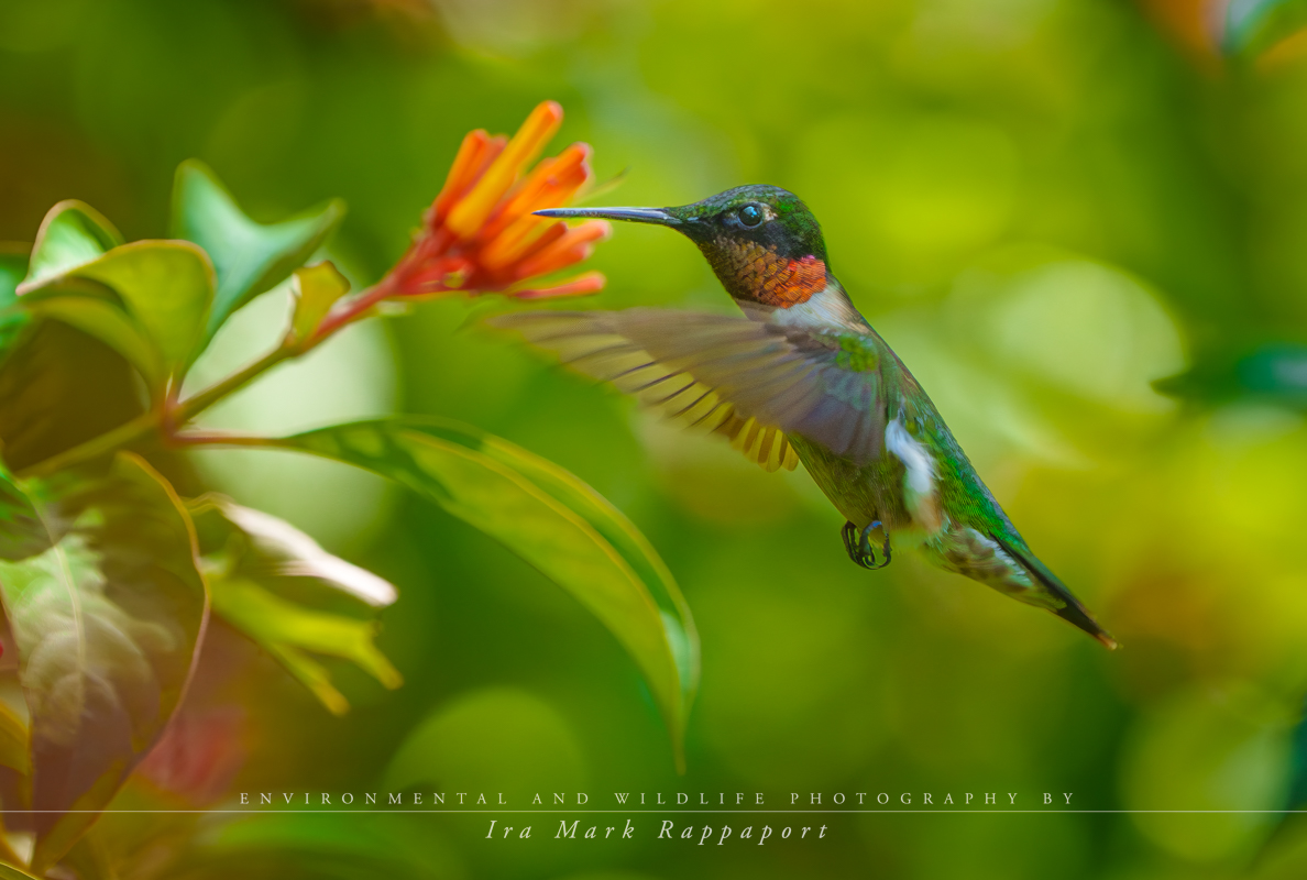 Ruby-throated Hummingbird- male.jpg