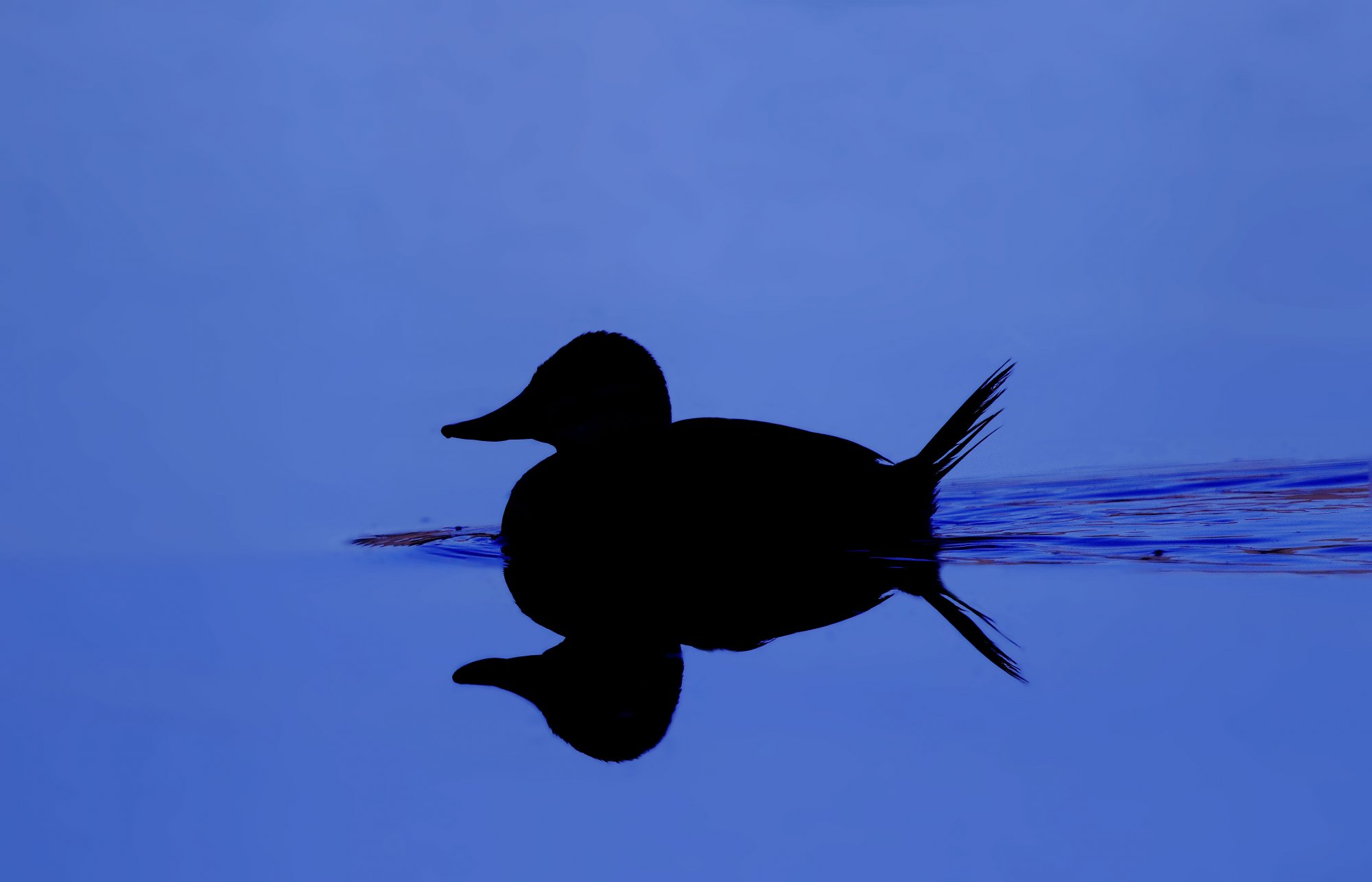 Ruddy-Duck-Whelan-Lake.jpg