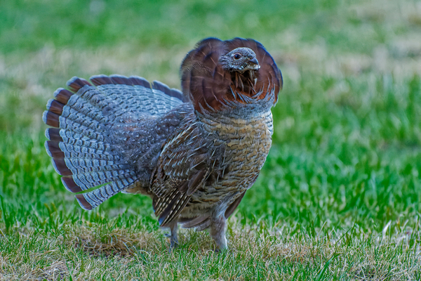 Ruffed Grouse.jpg