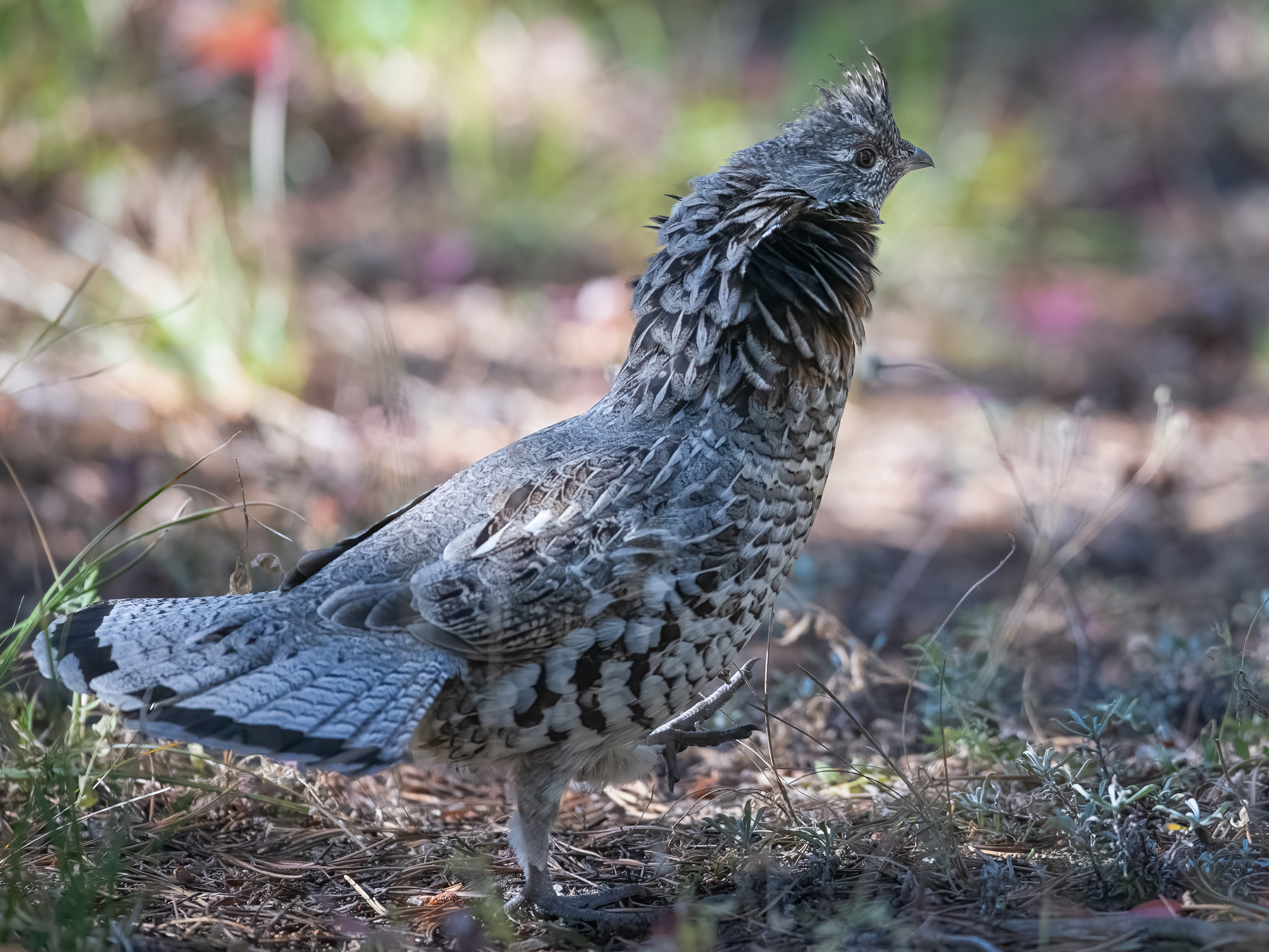 Ruffed Grouse.jpg