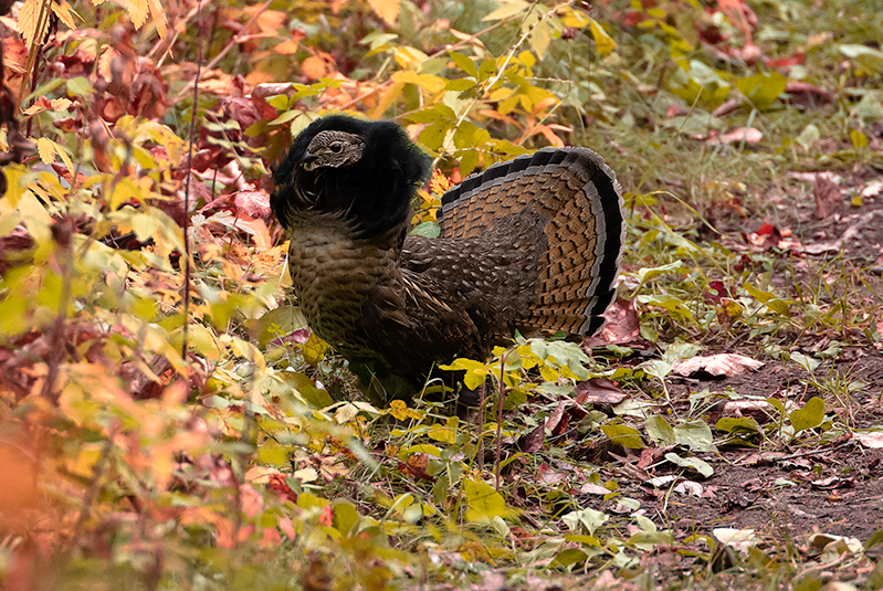 ruffled grouse again.jpg