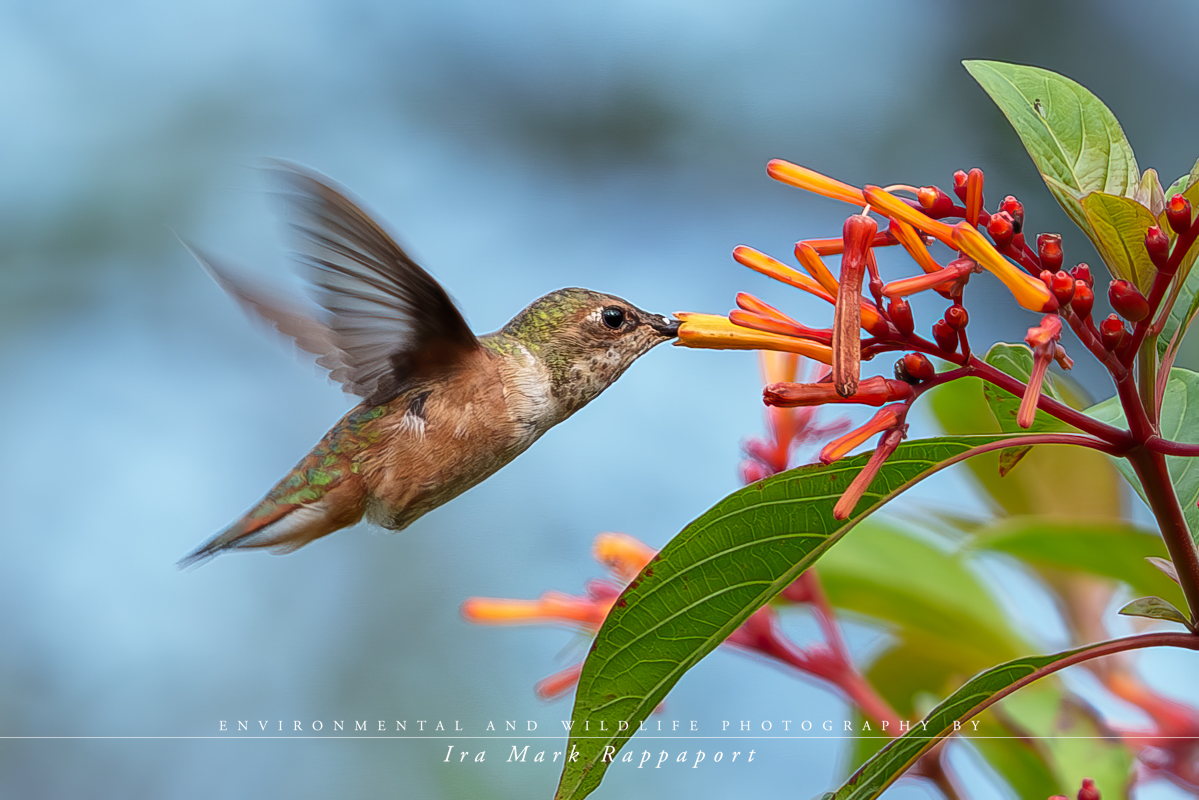 Rufous Hummingbird-2.jpg