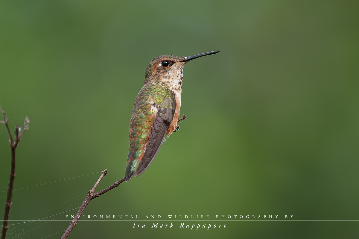 Rufous Hummingbird-3.jpg