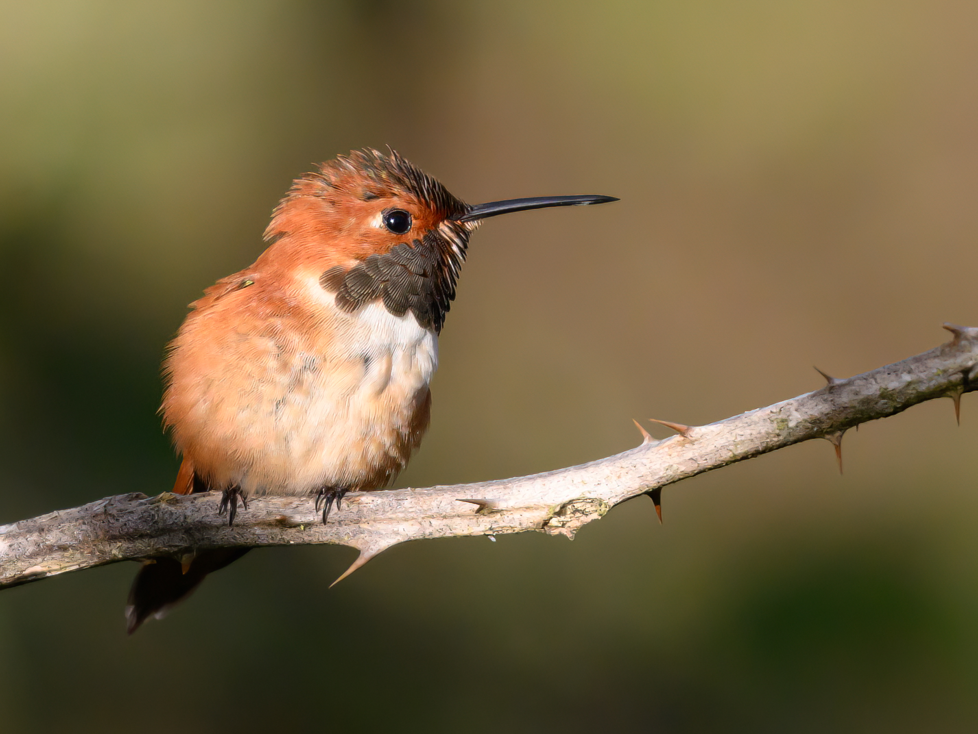rufous-hummingbird.jpg