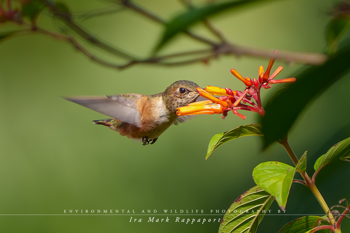 Rufous Hummingbird.jpg