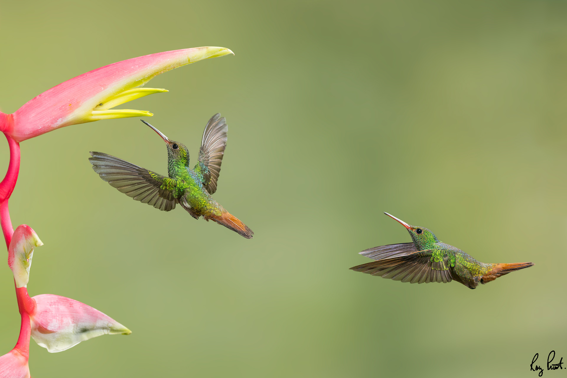 Rufous-tailed-hummingbird-26533.jpg