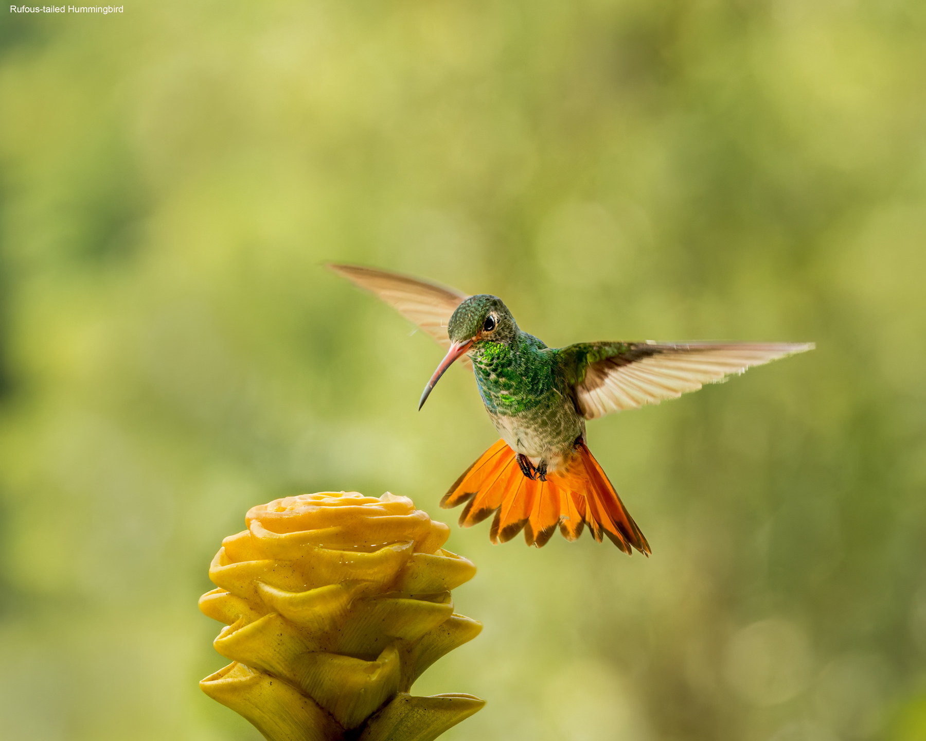 Rufous-tailed-Hummingbird.jpg