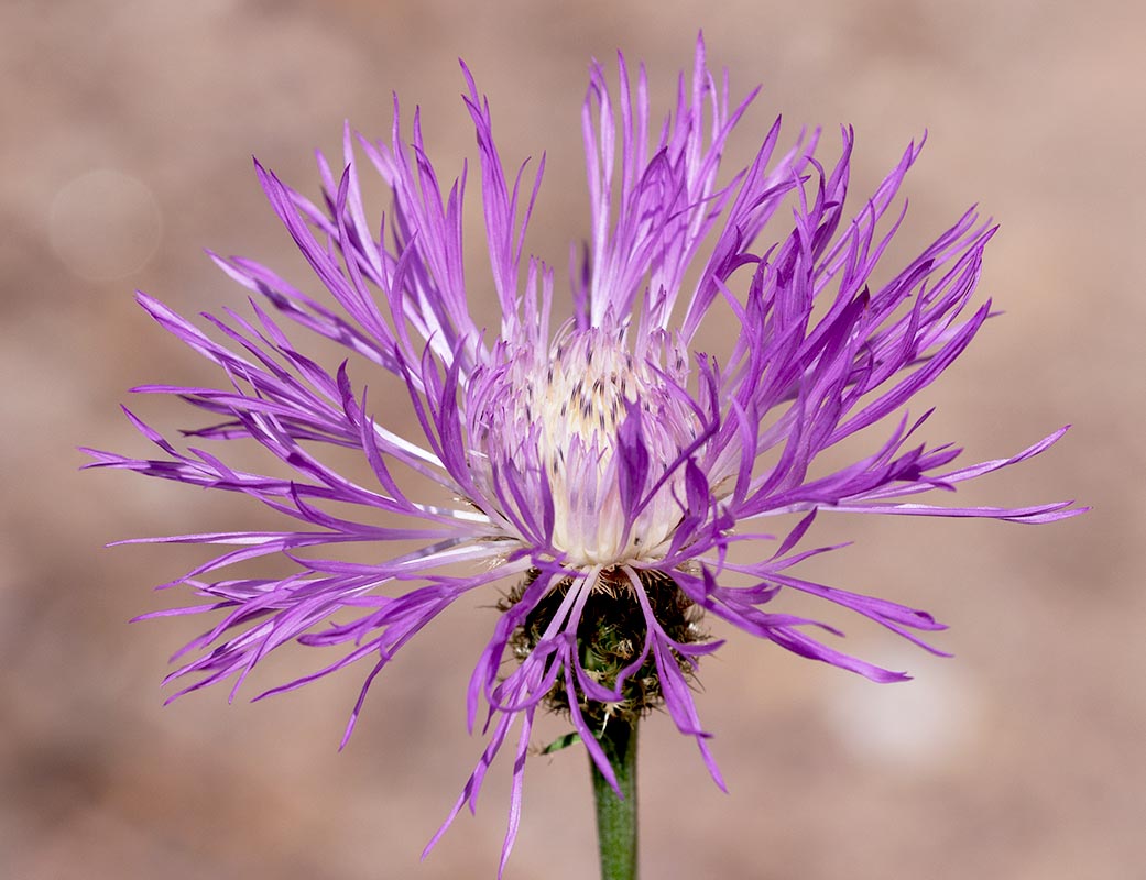 Russian Knapweed20110901Garden Canyon  Assorted critters _1050117.jpg