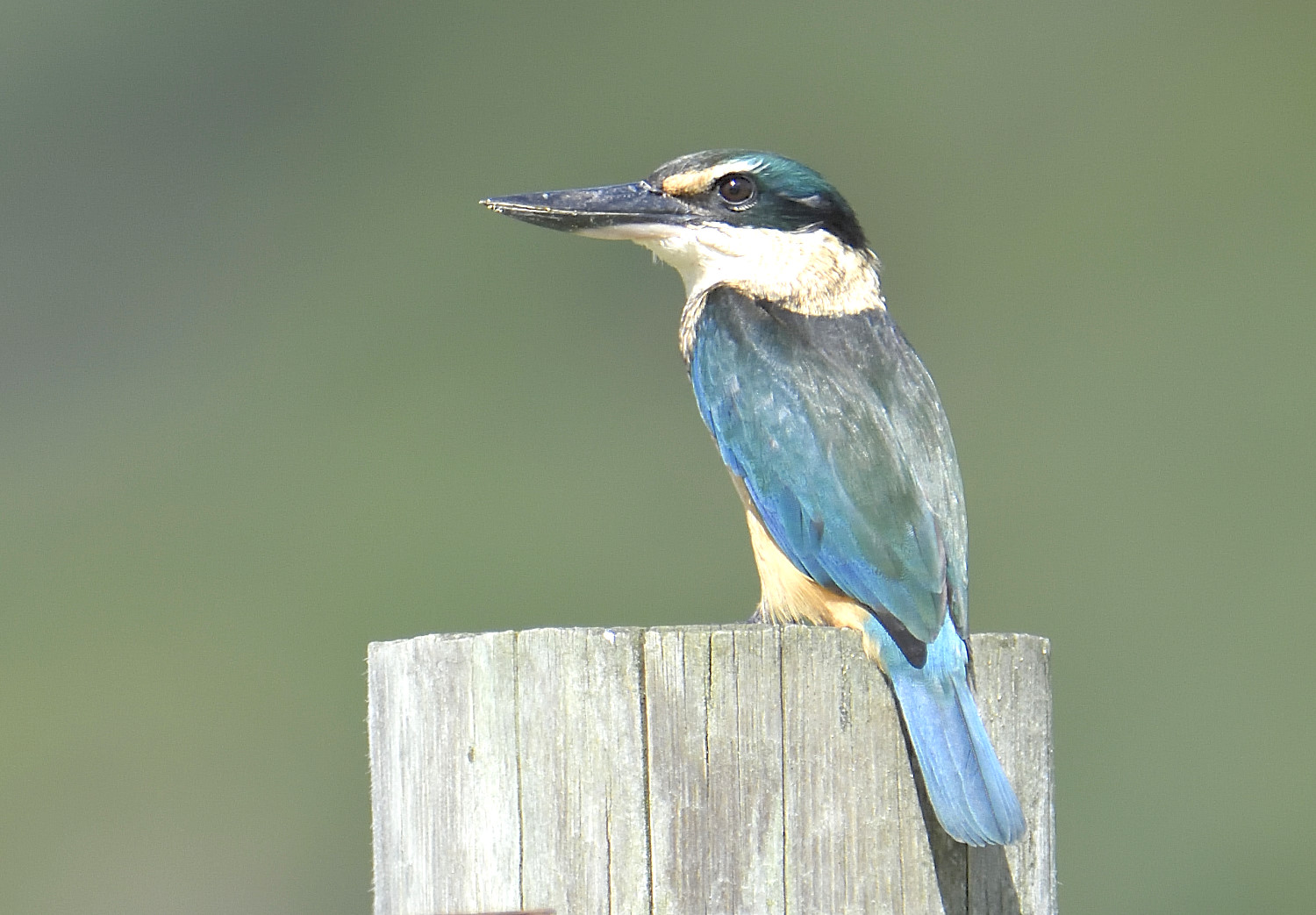 Sacred Kingfisher..jpg