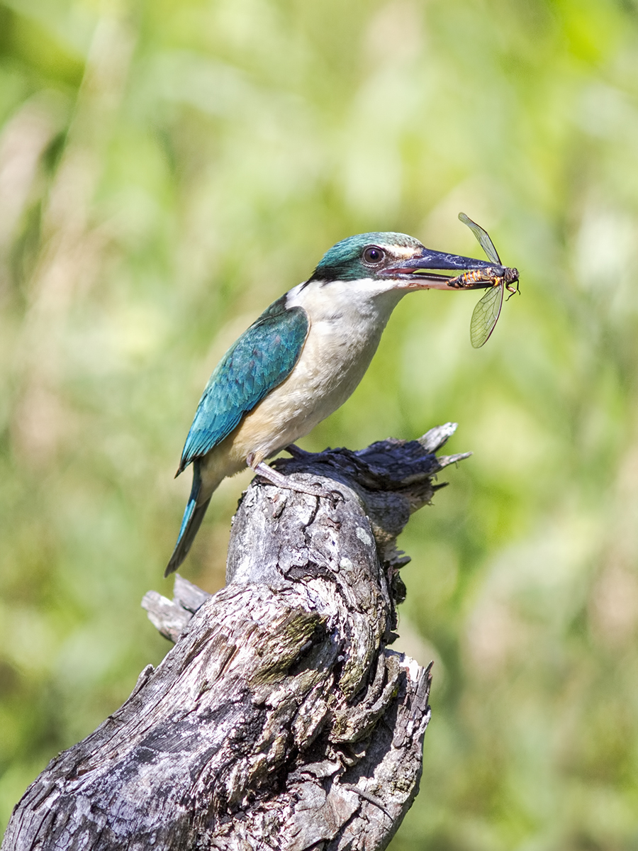 Sacred Kingfisher with Insect.jpg