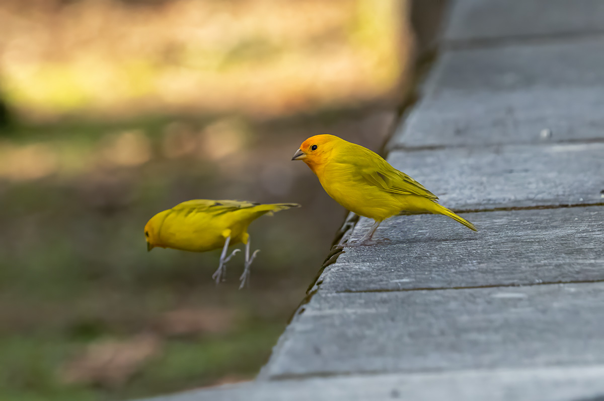 Saffron Finch BCG P1042261.jpg