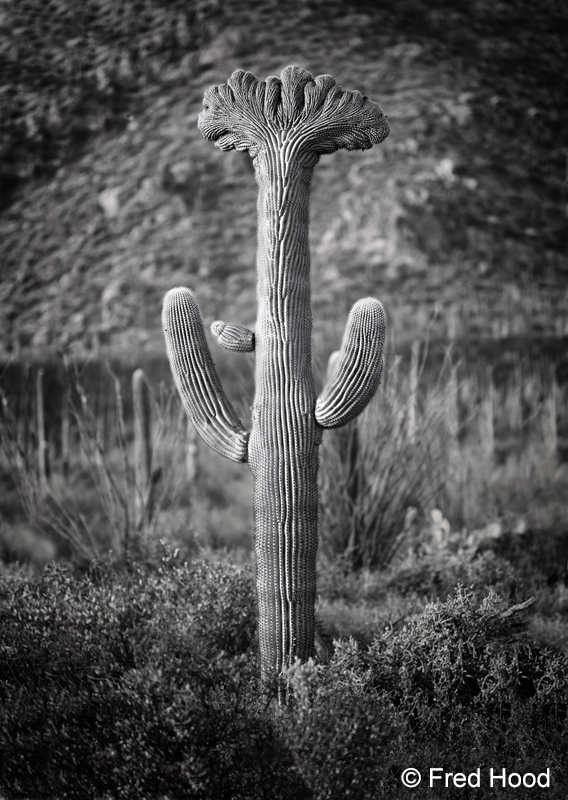 Saguaro NP West 11222.jpg