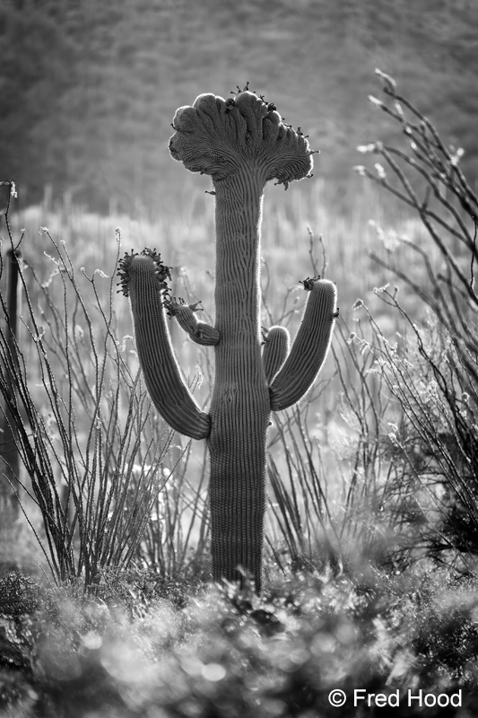 Saguaro NP West S10323.jpg