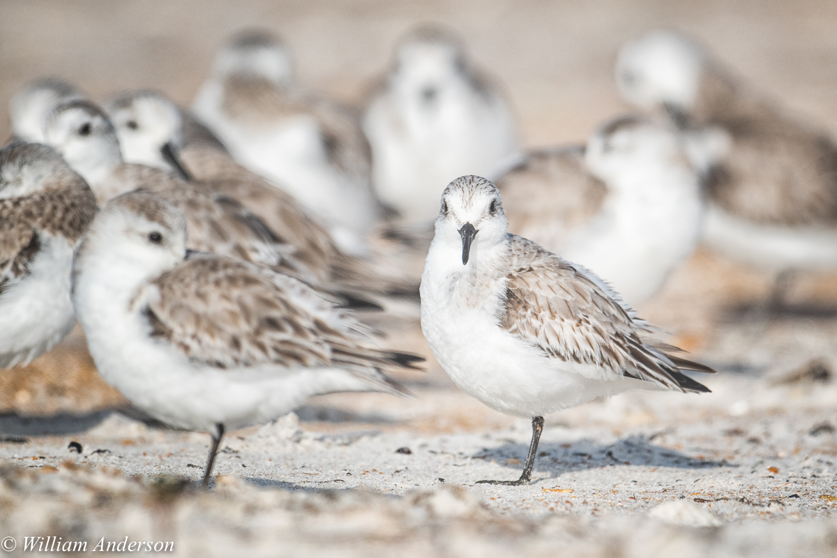 Sanderling.jpg