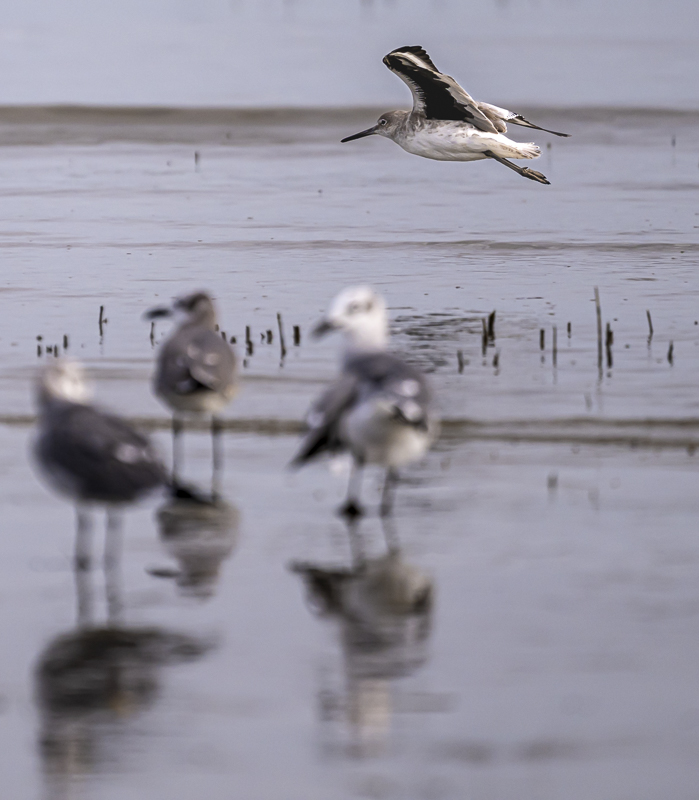 Sanderling.jpg