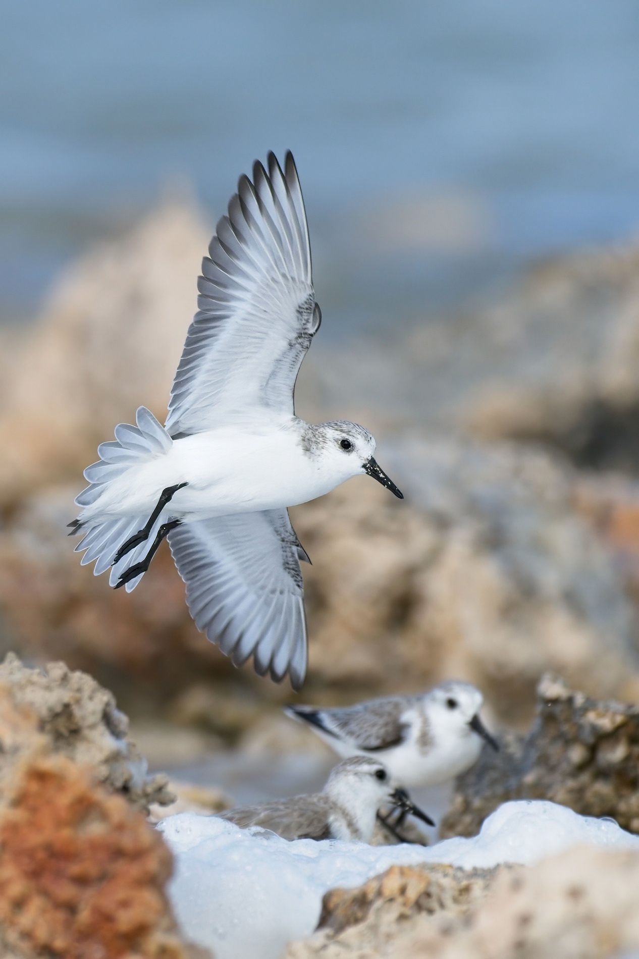 Sanderling001-topaz-denoise-sharpen.jpg