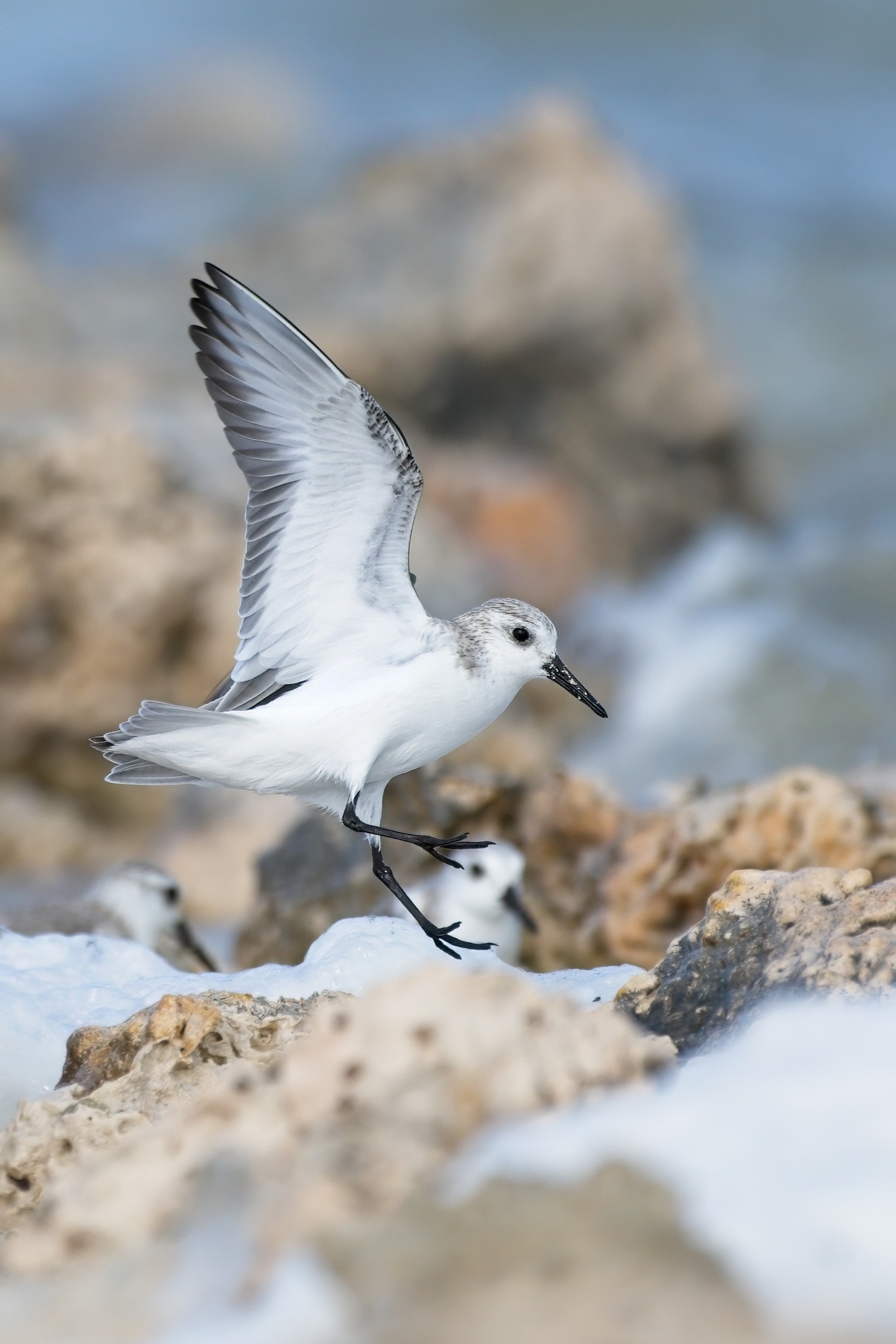 Sanderling002-topaz-denoise-sharpen.jpg