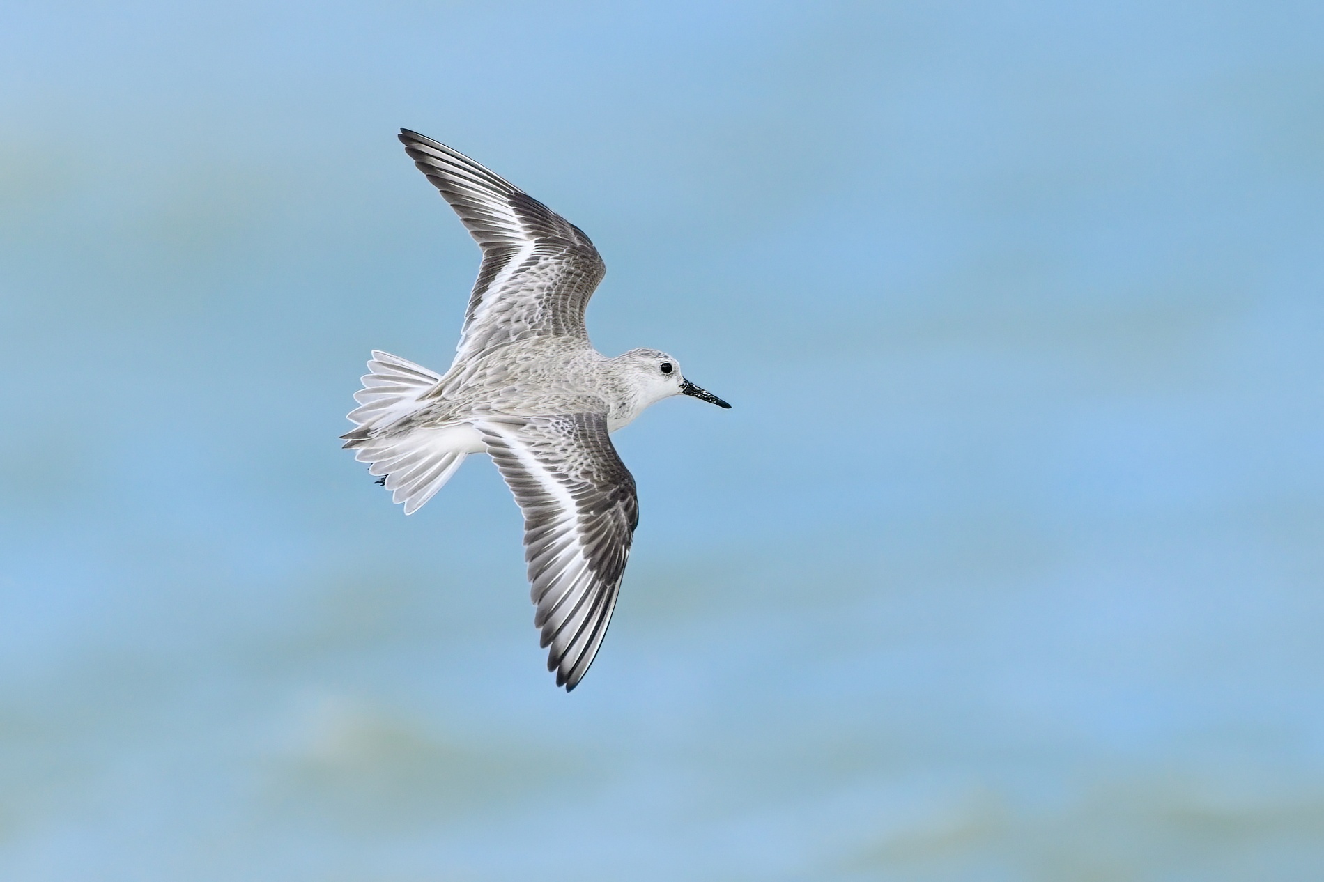 Sanderling003-topaz-denoise-sharpen.jpg