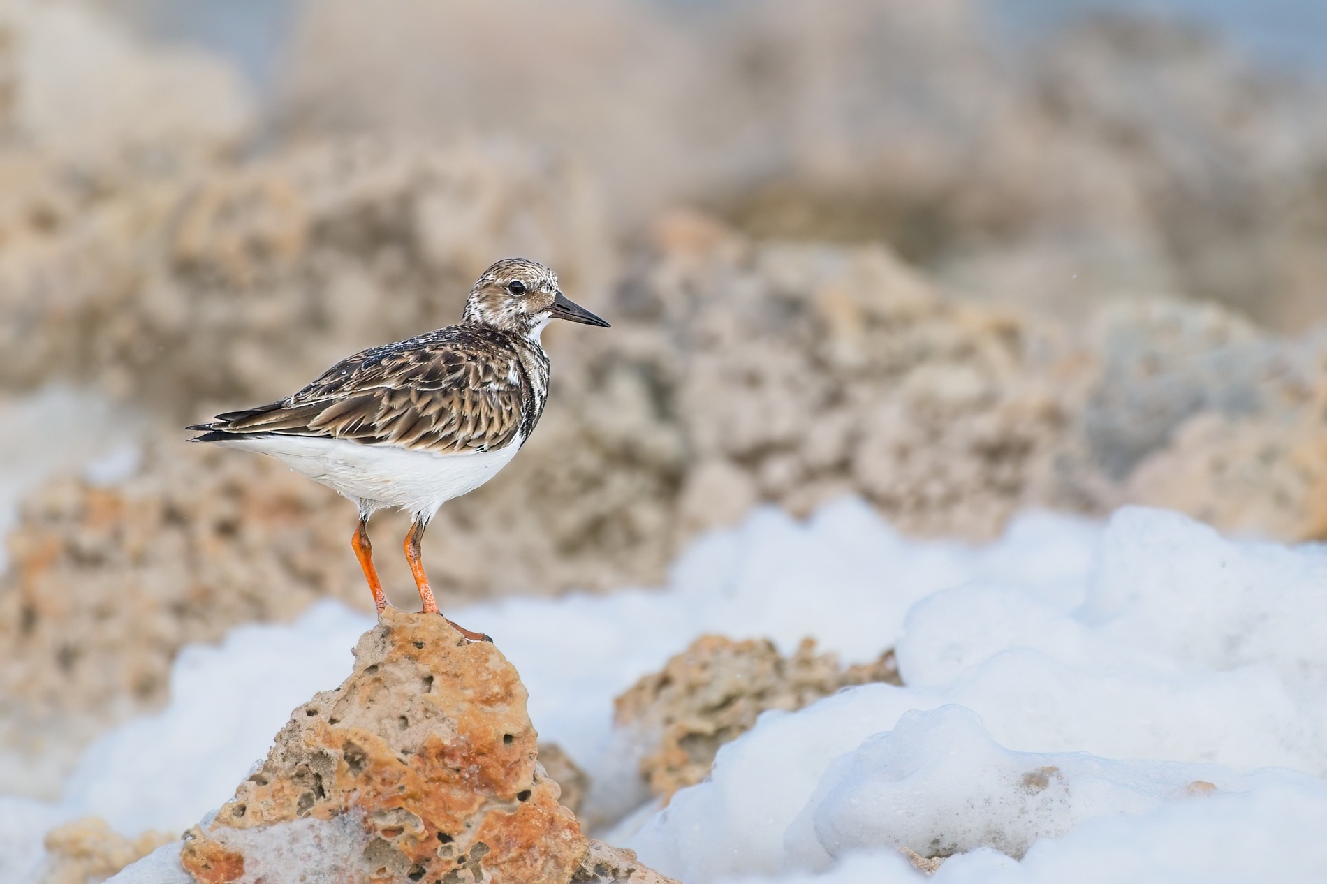 Sanderling004-topaz-denoise-sharpen.jpg